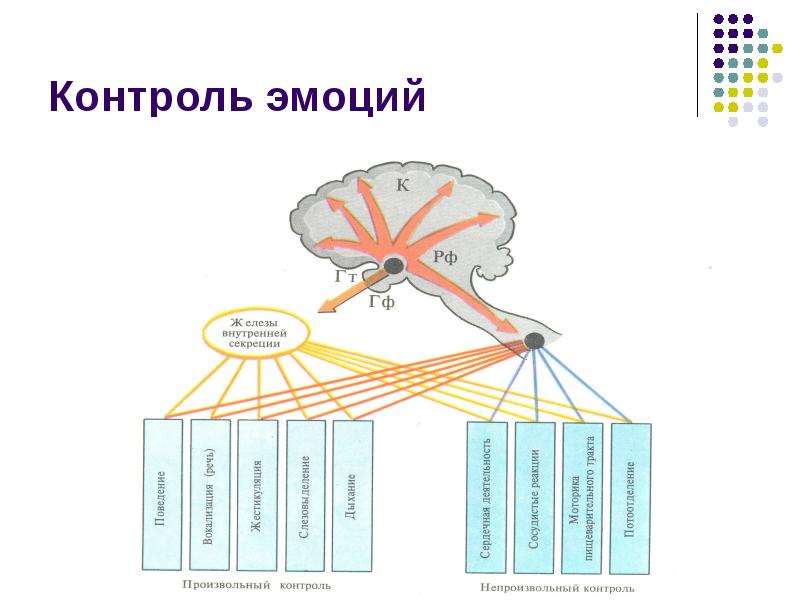 Типы внд презентация