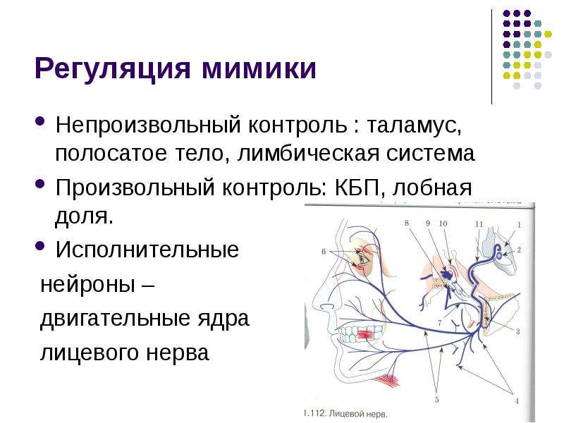 Пименов презентация внд