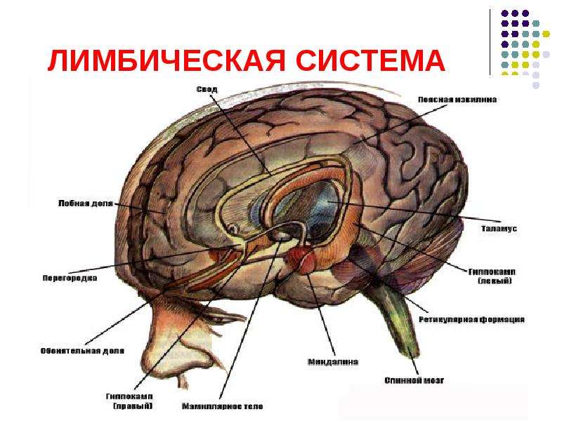 Лимбическая система фото