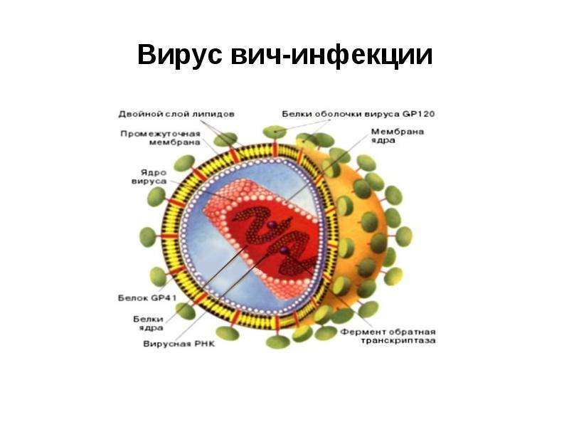 Жизнь вируса вич. Строение вируса ВИЧ инфекции. Строение клетки ВИЧ инфекции. Вирус иммунодефицита человека форма вируса. Строение вируса ВИЧ.