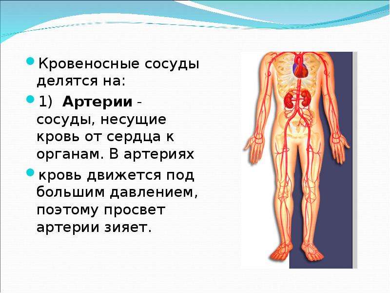 Сосуды несущие от сердца. Артерии это сосуды несущие кровь. Сосуды несущие кровь от сердца к органам. Артерии это сосуды несущие кровь от сердца. Кровеносные сосуды несущие кровь от сердца это.