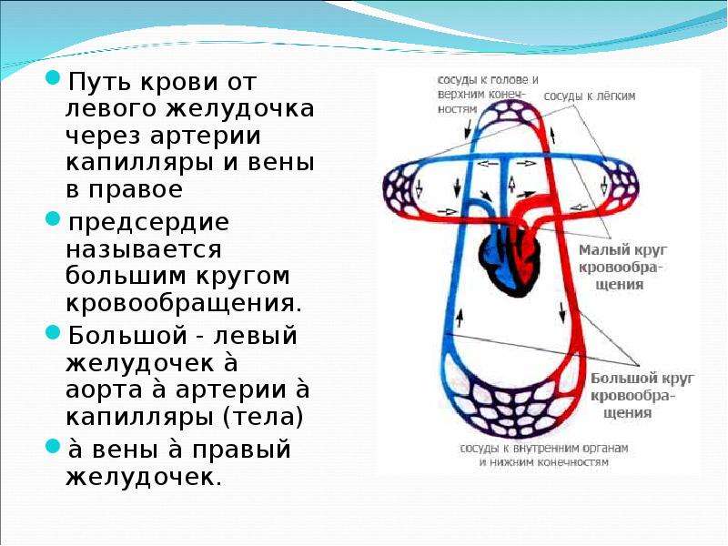 Большой круг кровообращения от левого желудочка. Путь крови. Большим кругом кровообращения называется путь крови. Путь крови от правого желудочка.
