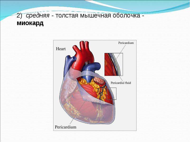 Наиболее толстую мышечную стенку имеет