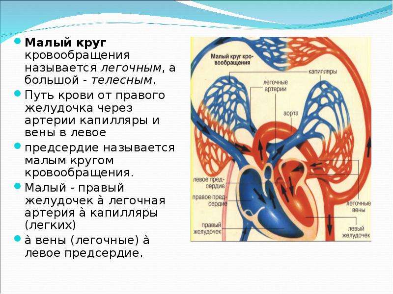 Малый круг кровообращения картинка