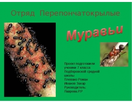 Муравьи