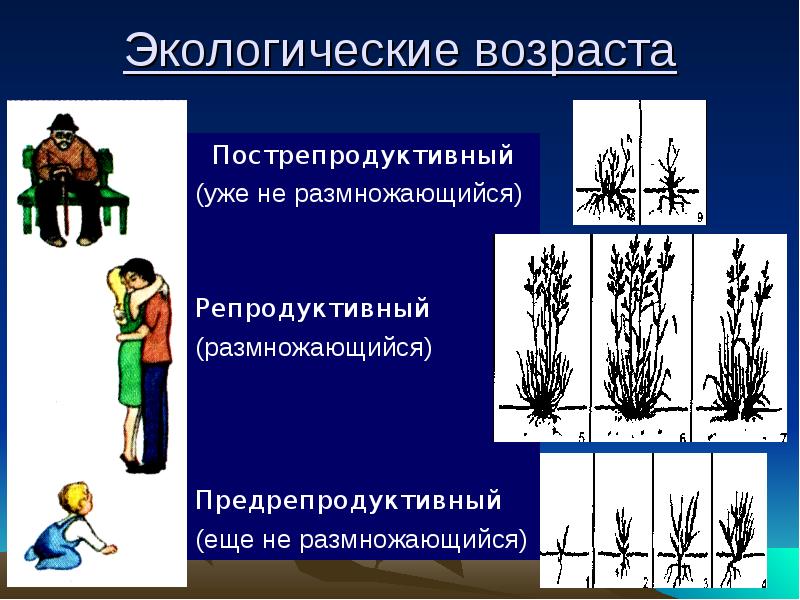 Экологический возраст