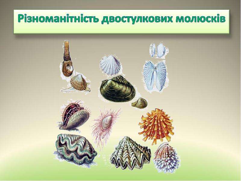 Животные относящиеся к типу моллюски примеры. Моллюски биология 7 класс.