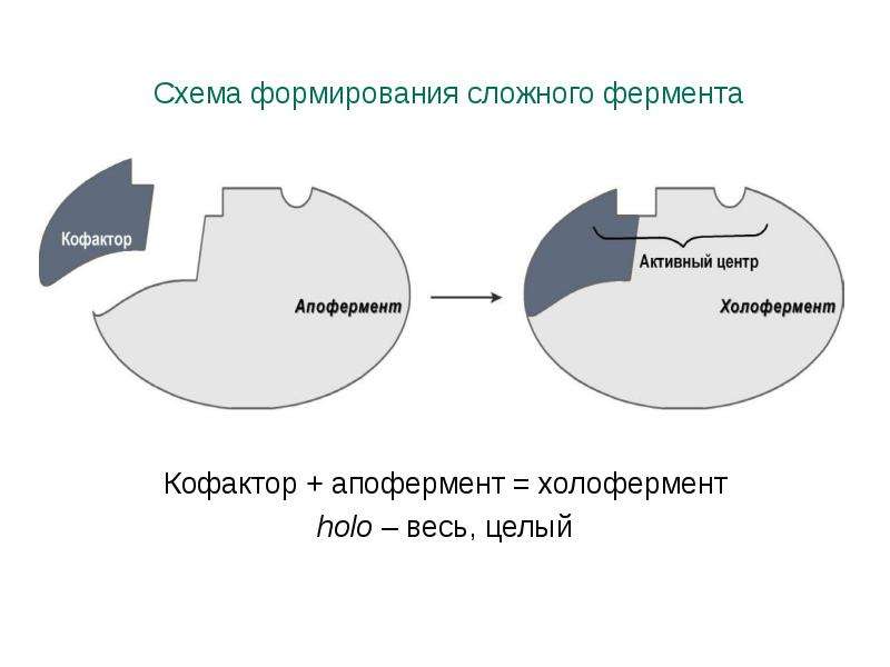 Строение фермента рисунок