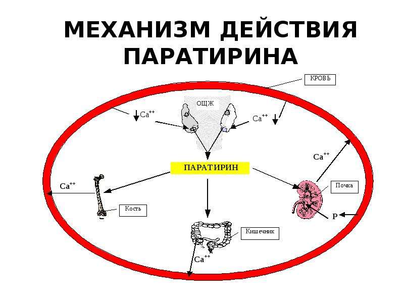 Схема здоровья человека