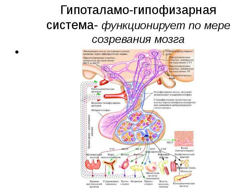 Гипоталамо гипофизарная система презентация