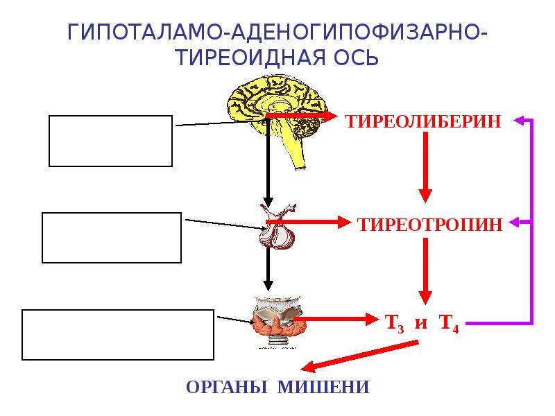 Презентация на тему репродуктивное здоровье человека