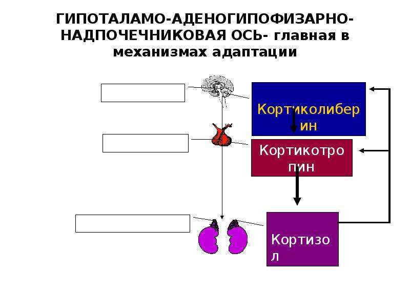 Типовой проект репродуктивное здоровье голикова