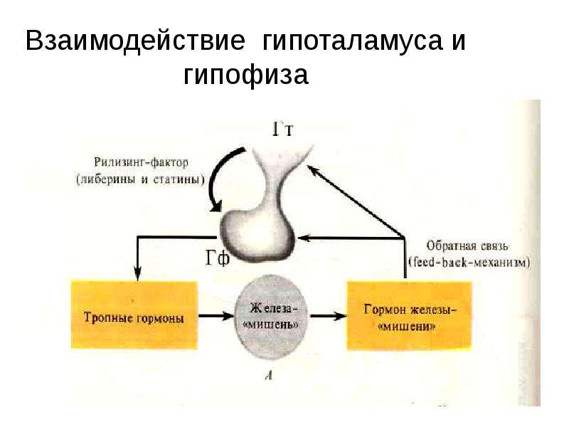 Презентация на тему репродуктивное здоровье