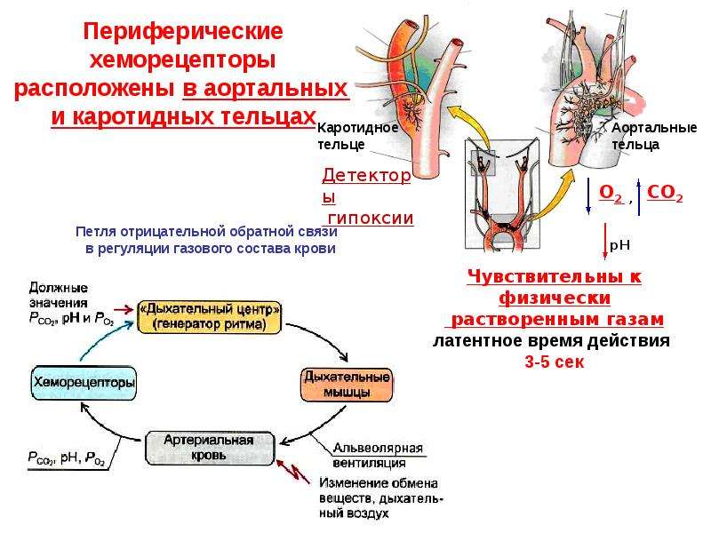 Рефлекс с хеморецепторов аорты