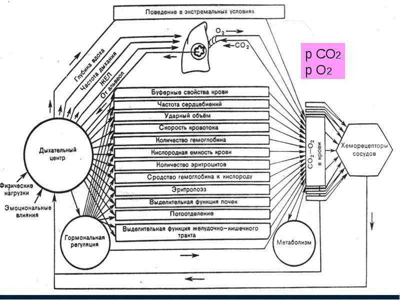 Физиологические механизмы регуляции кос схема