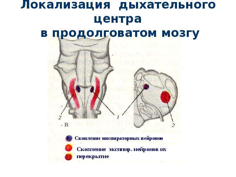 Дыхательный центр находится в продолговатом мозге