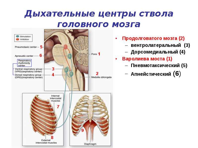 Центры дыхательной системы. Дыхательные центры ствола головного мозга. Дыхательный центр в мозге. Центр дыхания. Структуры дыхательного центра ствола.