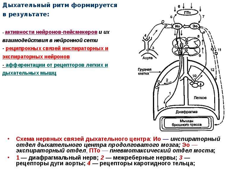 На рисунке изображена схема регуляции дыхания человека