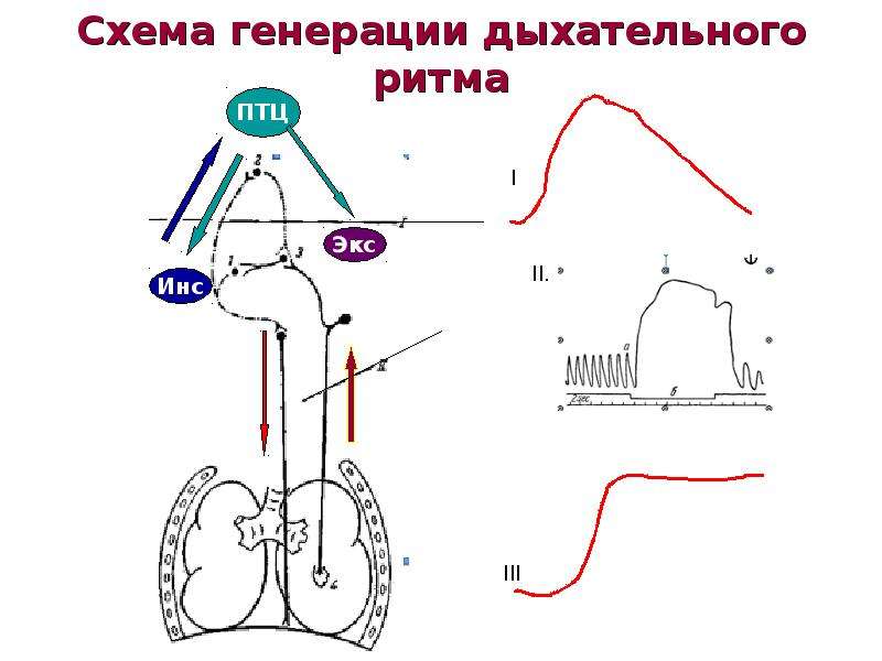 Составить схему регуляции дыхания