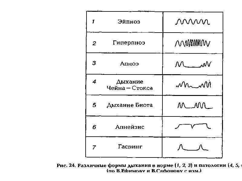 Нормальное дыхание схема