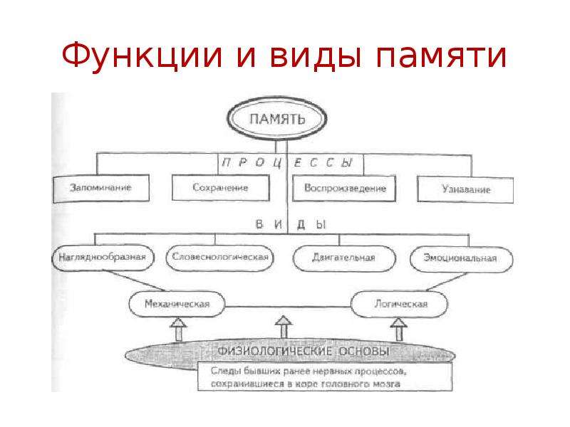 Презентация память и виды памяти