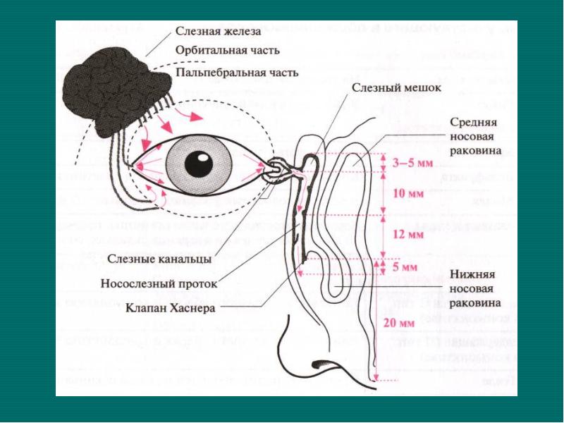 Слезная железа у млекопитающих. Слезные железы анатомия схема. Анатомические структуры слезного аппарата. Слёзные протоки глаза строение. Анатомия слезных путей глаза строение.
