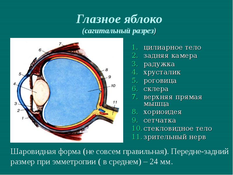 Схема строения глаза человека в сагиттальном разрезе