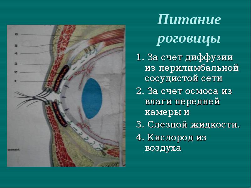 Оболочки роговицы. Иннервация роговой оболочки глаза. Клиническая анатомия роговицы. Питание роговицы осуществляется.