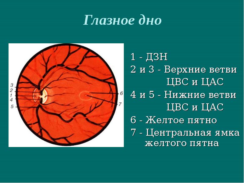 Норма зрительного нерва. Офтальмоскопия глазного дна норма. Схема глазного дна левого глаза. Зрительный нерв глазное дно норма. Глазное дно при офтальмоскопии норма.