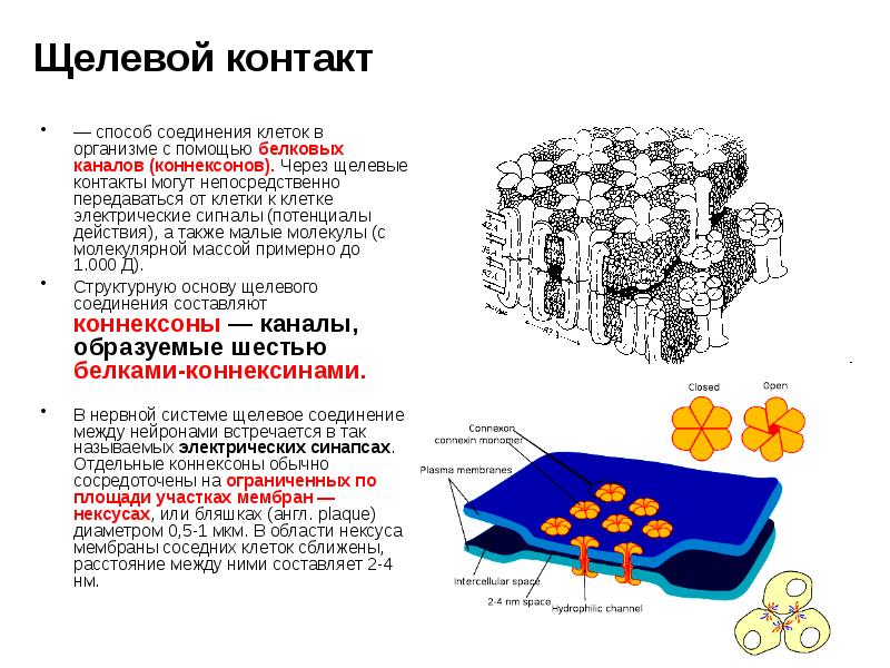 Соединения клеток