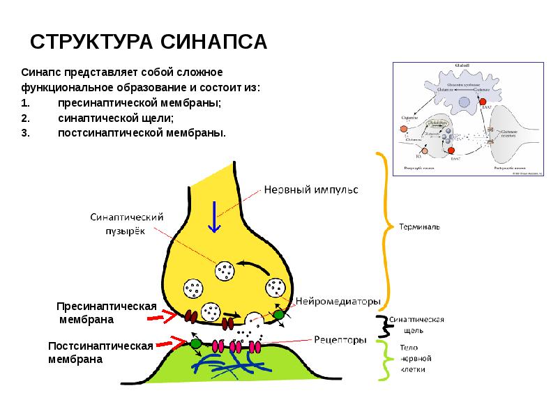 Что такое синапс