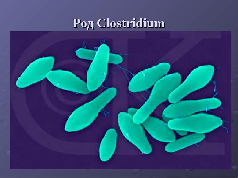 Анаэробные бактерии. Анаэробные микроорганизмы клостридии (Clostridium). Анаэробы клостридии микробиология. Род Clostridium. Клостридиум СПП.