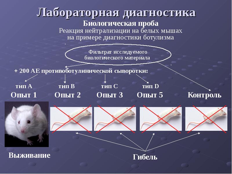 Биологическая диагностика. Биологический метод диагностики ботулизма. Биологическая проба на мышах при ботулизме. Биопроба на мышах при ботулизме. Микробиологическая диагностика ботулизма микробиология.