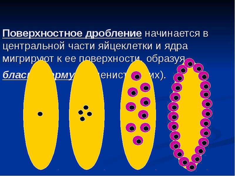 Неполное дробление. Меробластическое поверхностное дробление. Частичное (меробластическое) дробление поверхностное. Неполное меробластическое дробление. Неполное поверхностное дробление характерно.