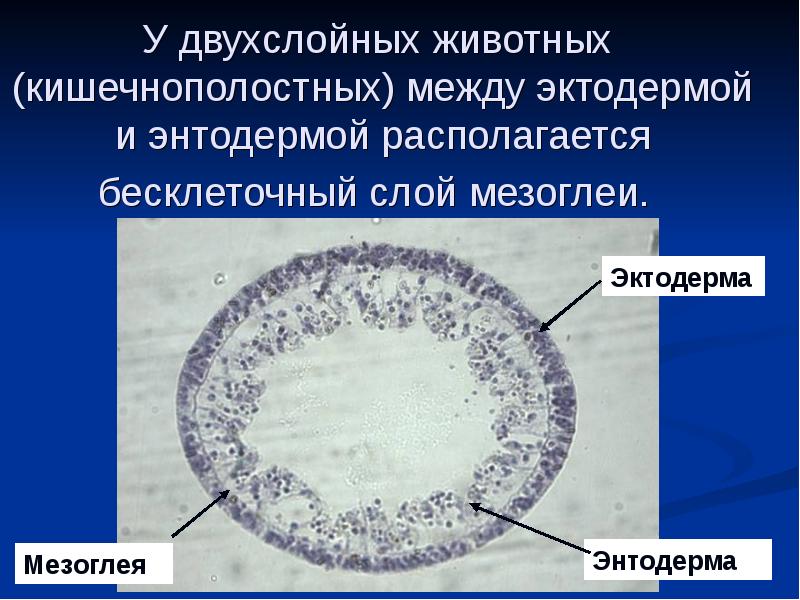 Двухслойные животные. Прослойка между эктодермой и энтодермой. Между эктодермой и энтодермой располагается. Слой клеток расположенный между Экто и энтодермой. Между эктодермой и энтодермой у кишечнополостных.