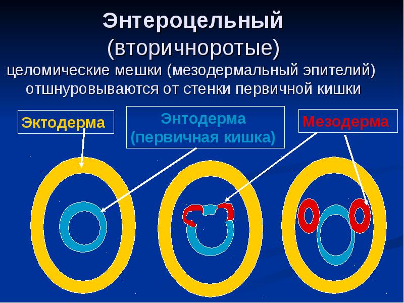 Есть ли целомические животные не укладывающиеся в схему первично и вторичноротости