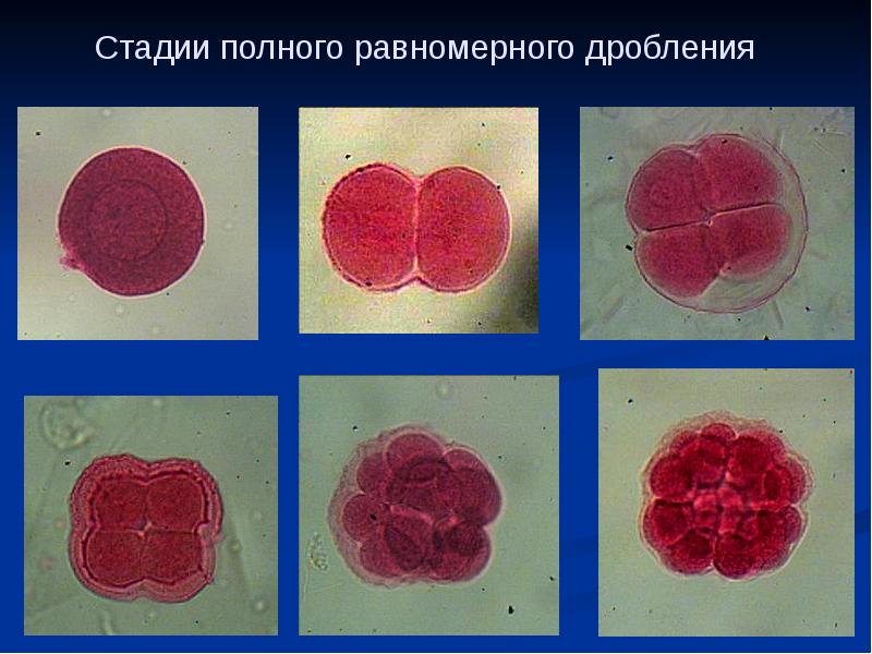 Равномерное дробление. Дробление зиготы микроскоп. Дробление зиготы гистология. Равномерное дробление зиготы. Полное равномерное дробление.