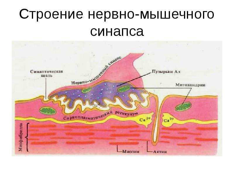 Нервно мышечный синапс. Мионевральный аппарат. 19. Мионевральный синапс: особенности строения.