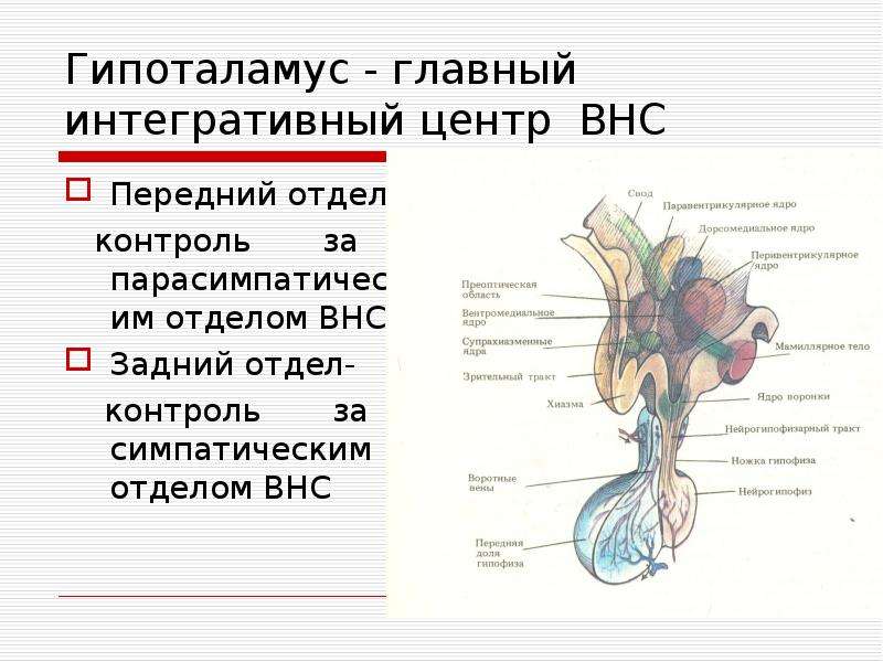 Гипоталамус