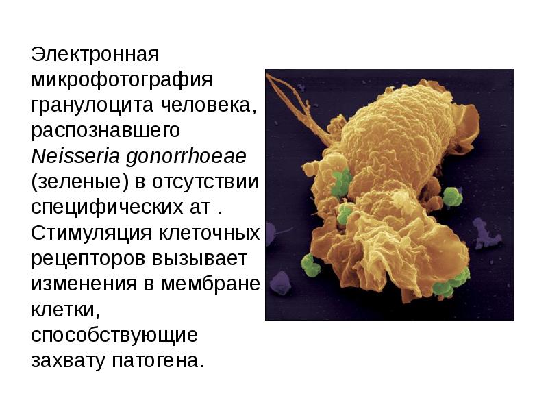 Урогенитальный хламидиоз презентация