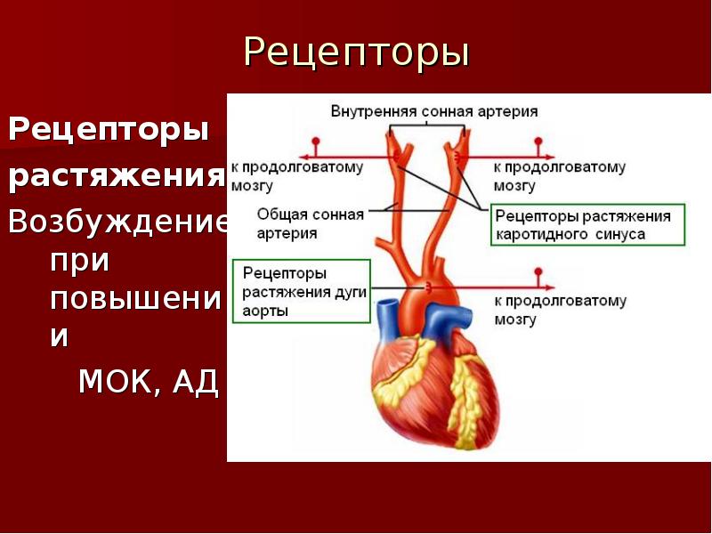 Рецепторы растяжения легких это. Внутренние рецепторы. Артериальные барорецепторы. Рецепторы дуги аорты. Барорецепторы дуги аорты.