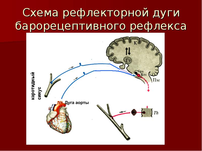 Рефлекс чихания схема