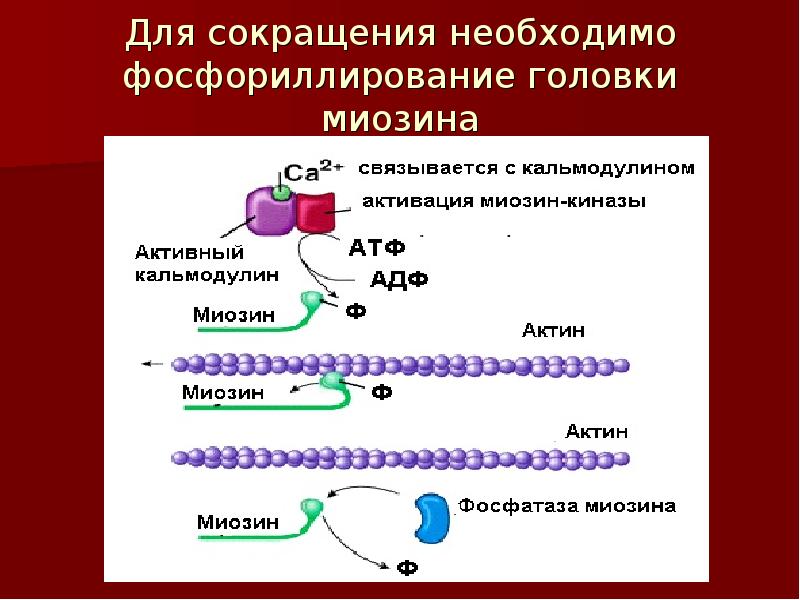 Сокращение актина и миозина. Актин миозин АТФ. Головка миозина. Биофизическая модель регуляции артериального давления. Регуляция взаимодействия актина и миозина.
