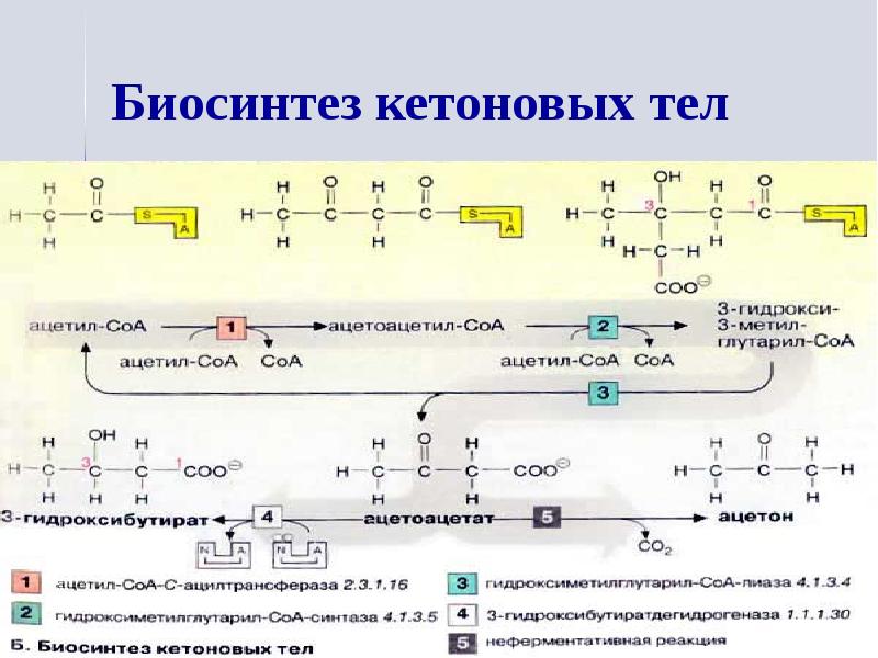 Синтез кетоновых тел схема