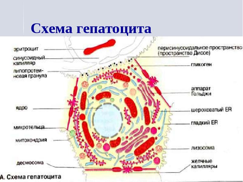 Биохимия печени презентация