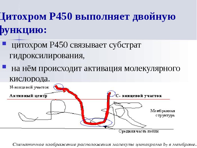 Биохимия печени презентация