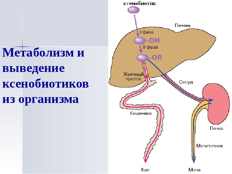 Роль печени в обмене веществ