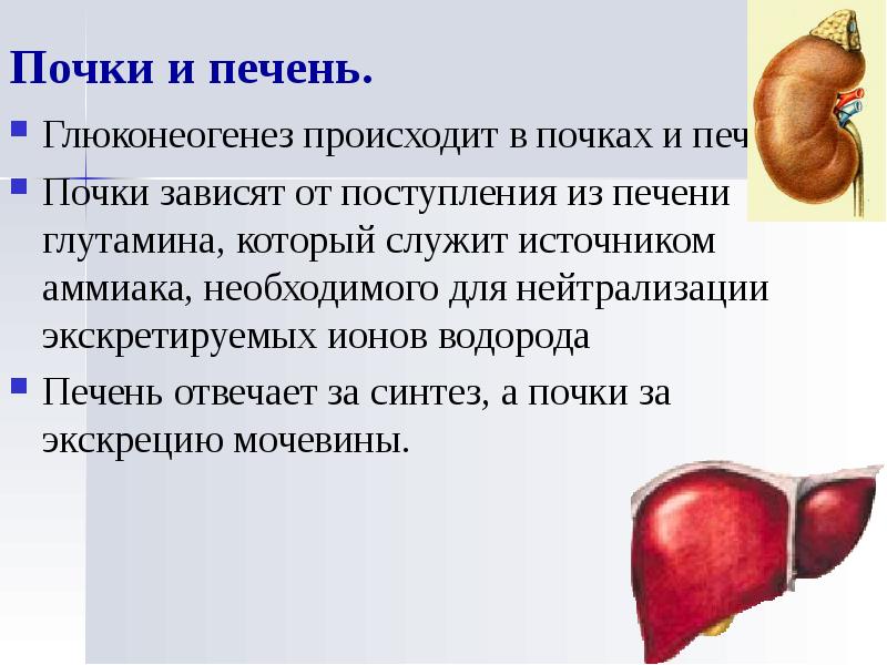 Легких почек