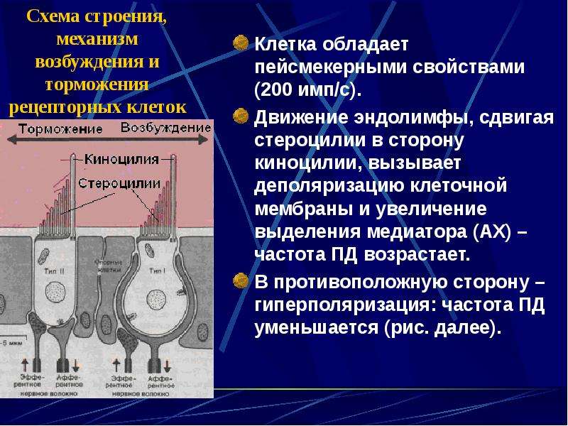 Схема потенциала действия пейсмекерных клеток