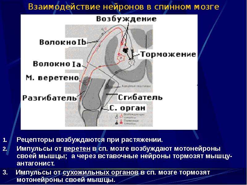 Возбуждение мозга. Взаимодействие нейронов. Вставочные Нейроны тормозят мотонейроны. Нейрональные взаимоотношения. Возбуждение мотонейронов спинного мозга.